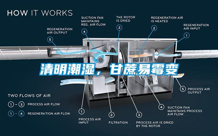 清明潮濕，甘蔗易霉變